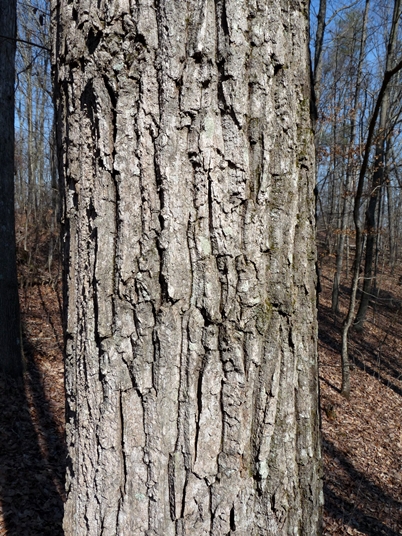 {Quercus montana}